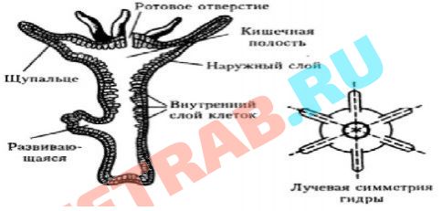 Кракен что можно купить